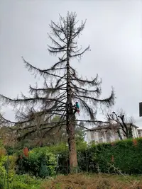 Chocard Élagage