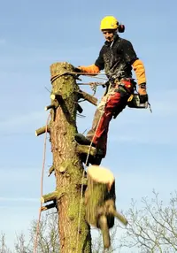Elagueur Grimpeur des Pyrénées Orientales 66