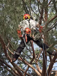 Woody Arboriste
