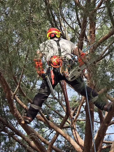 Woody Arboriste