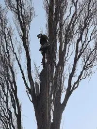 Elag Arbre Pacôme Bernard