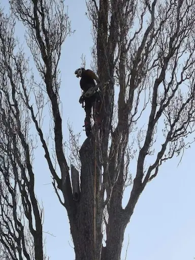 Elag Arbre Pacôme Bernard