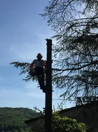 Extrême Élagage