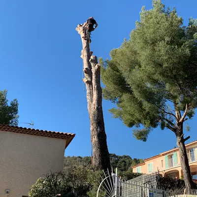 Waeldo Jardin Jardinier Elagueur Élagage Toulon