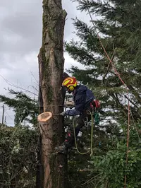 Hêtre en Corde