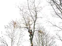 Ibekki Arboriste
