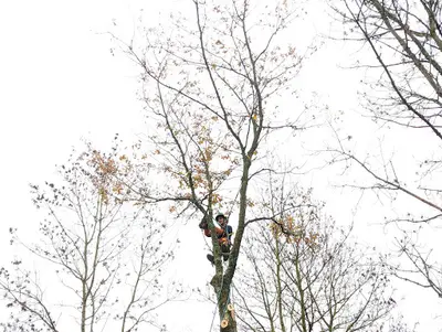 Ibekki Arboriste