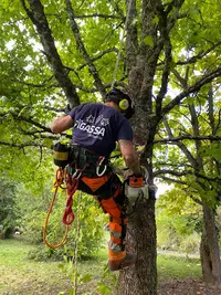 Pigassa l'Arboriste, Élagage, Abattage, Démontage D’arbres Dangereux.