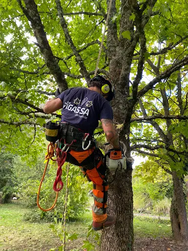 Pigassa l'Arboriste, Élagage, Abattage, Démontage D’arbres Dangereux.