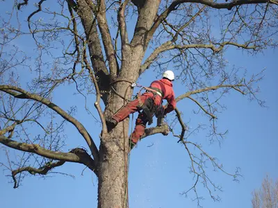 Ar Elagueur Elagage Taille d'Arbre Pose de Clôture Abattage