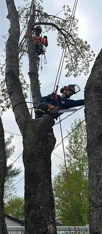Acer Élagage et Entretien de Jardins Anthony Rosec