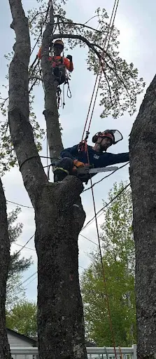 Acer Élagage et Entretien de Jardins Anthony Rosec