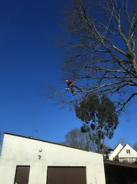 Timber Elagage