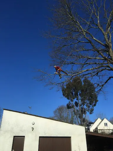 Timber Elagage