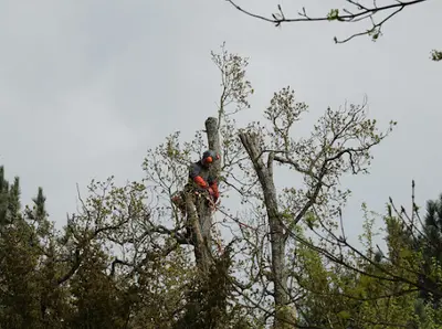 Arbo Ju Élagueur / Arboriste Grimpeur