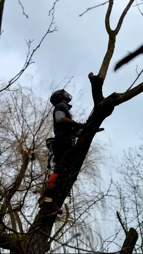 Arbres aux Essences