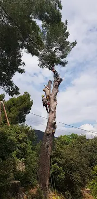 Au Nom de l'Arbre