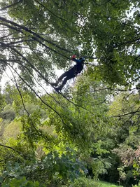 Arbocèdre