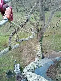 Au Cyprès des Hauteurs - Elagueur/arboriste/grimpeur