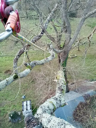 Au Cyprès des Hauteurs - Elagueur/arboriste/grimpeur