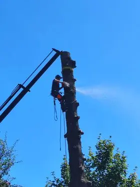 Trav Hauteur - Elagueur - Elagage & Abattage d'Arbre - Val d'Oust - Ploërmel - Josselin - Sérent - Malestroit - Morbihan