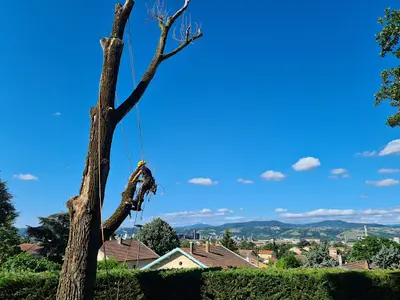 Sarl Canopée Élagage (val-revermont)
