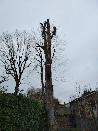 Pehuén - Arboriste Grimpeur