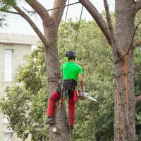 Elagage Green Service - Charly Lavaux