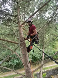 Arboriste Élagueur Vincent Lefebvre
