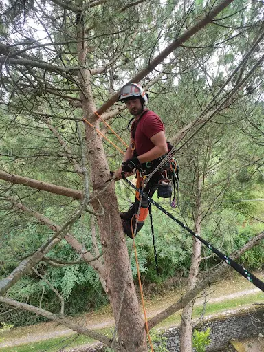 Arboriste Élagueur Vincent Lefebvre