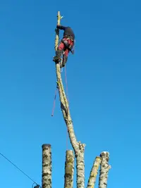 Arbre A Sylvain