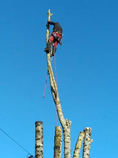 Arbre A Sylvain