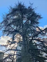 All Trees Elagage