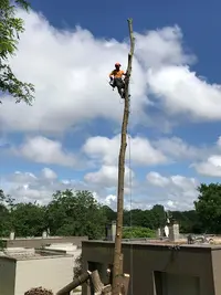 À Vos Arbres