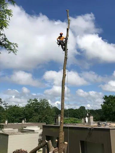 À Vos Arbres