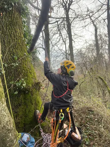 Ferréol L’arboriste