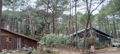 l'Esprit des Arbres - Thomas Revolte