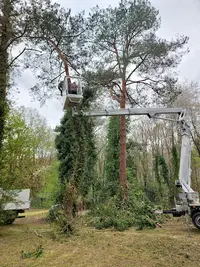 Miraux Élagage Elagueur Espace Vert Jardin 11ans d'Activité