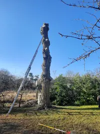 Landouer Elagage