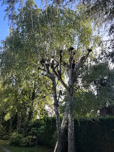 Elagueur Versailles Grimpeur, Paysagiste Taille de Haie, Devis et Déplacement Gratuit