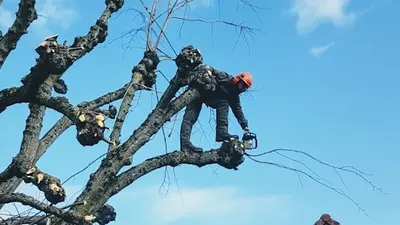 d'Arbres en Arbres 65