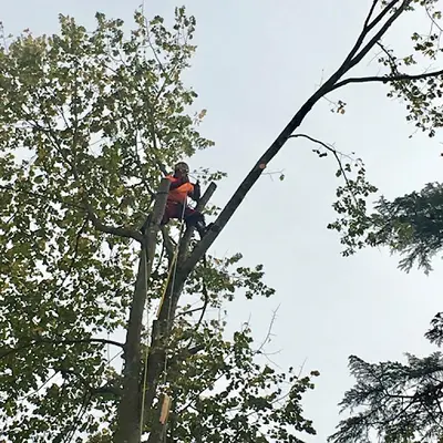 Eco Élagage Entretien Parcs et Jardins