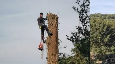 Entreprise Reinhard Elagueur Grimpeur Service d'Élagage Abattage Entretien des Espaces Verts