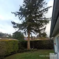Un Arbre À Vienne