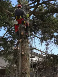 Quercus Elagage