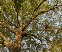 Cime Élagage 19 - Élagueur Arboriste