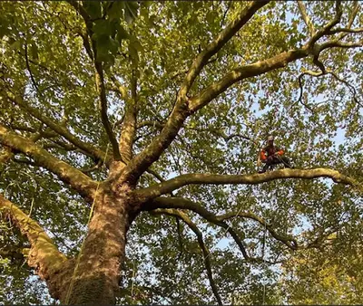 Cime Élagage 19 - Élagueur Arboriste