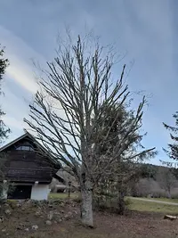 Arbor Api Elagage