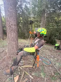 l'Arbre de David
