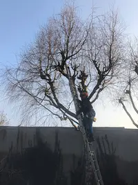 Tony Entretien Elagueur Jardinier Paysagiste Nettoyage Villescresnes 94
